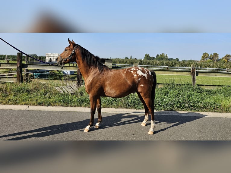 Pony belga Caballo castrado 4 años 137 cm Atigrado/Moteado in Sint-Lambrechts-Herk