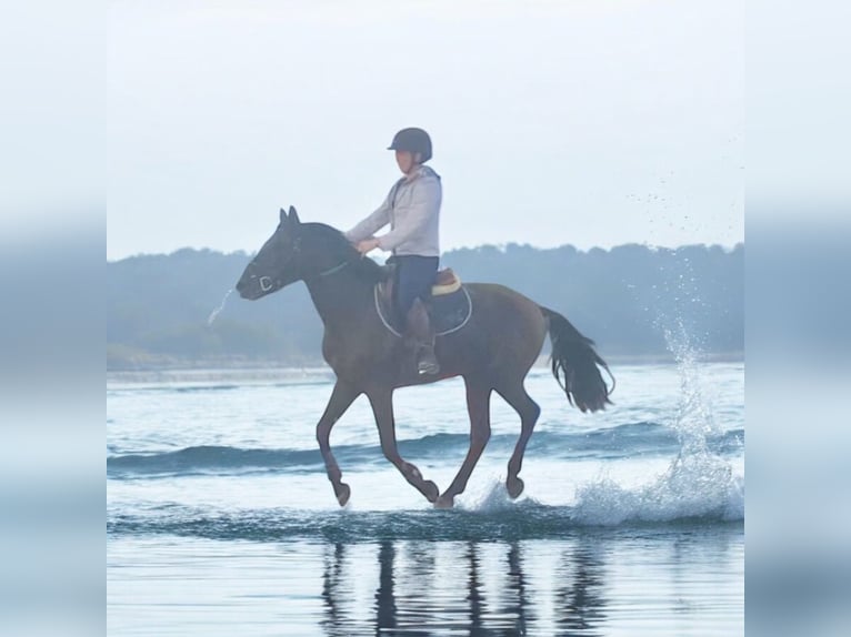 Pony belga Caballo castrado 4 años 146 cm Morcillo in Liège