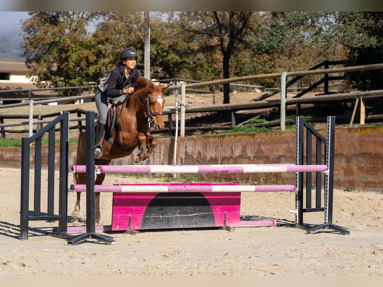 Pony belga Caballo castrado 5 años 137 cm Alazán in Barcelona