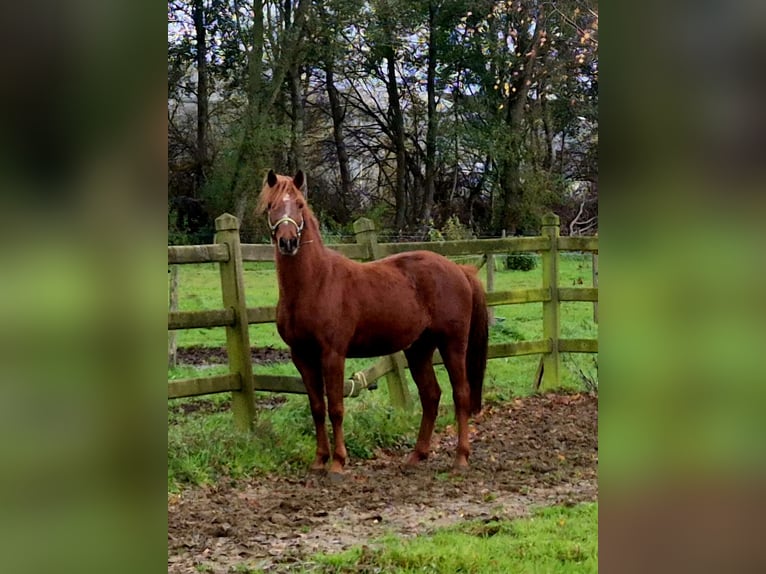 Pony belga Caballo castrado 5 años 145 cm Alazán in Ranst