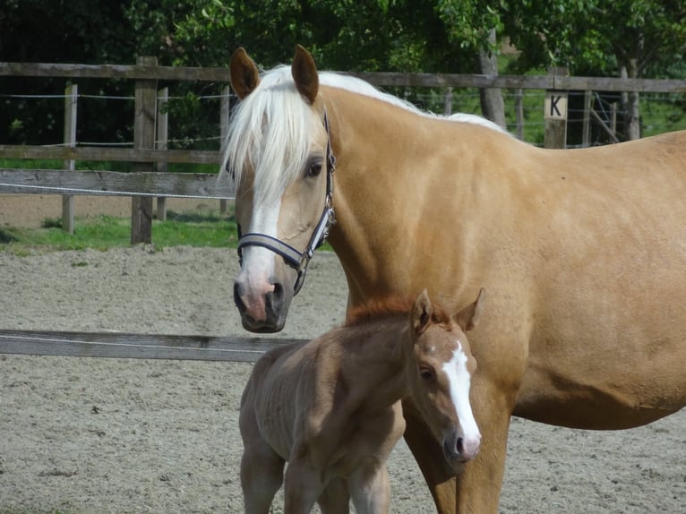 Pony belga Caballo castrado 5 años 146 cm Alazán in Poperinge