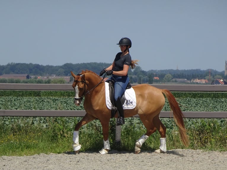 Pony belga Caballo castrado 5 años 146 cm Alazán in Poperinge