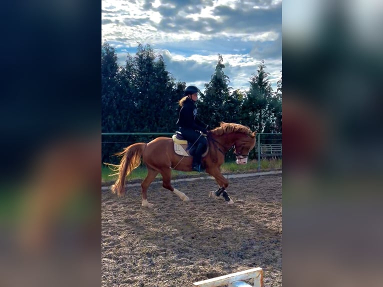 Pony belga Caballo castrado 5 años 146 cm Alazán in Schwieberdingen