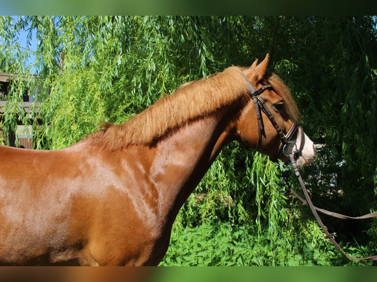 Pony belga Caballo castrado 5 años 146 cm Alazán in Schwieberdingen