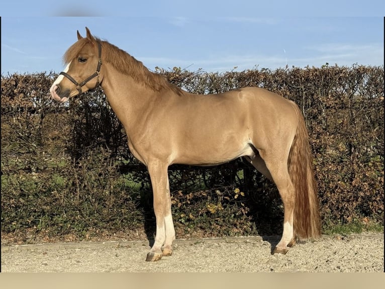 Pony belga Caballo castrado 5 años 146 cm Alazán in Schwieberdingen