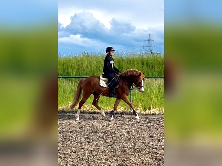 Pony belga Caballo castrado 5 años 146 cm Alazán in Schwieberdingen