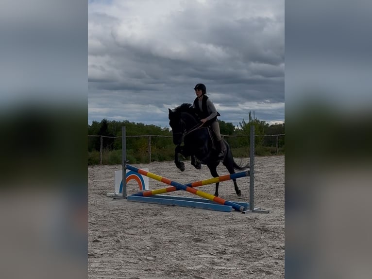 Pony belga Caballo castrado 5 años 147 cm Morcillo in Liège