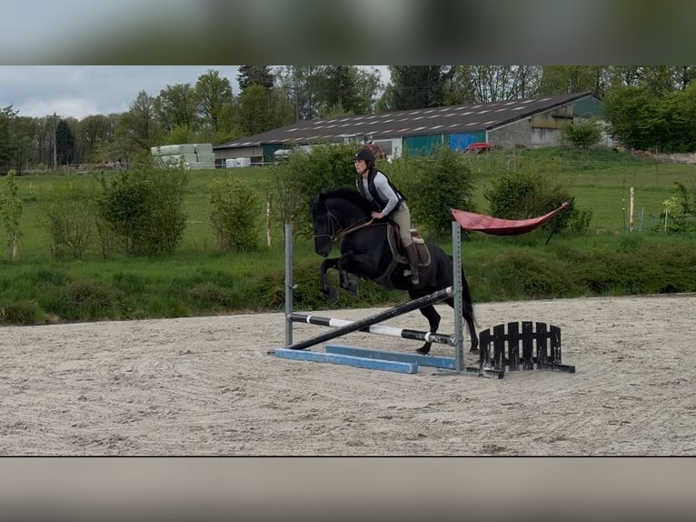Pony belga Caballo castrado 5 años 147 cm Morcillo in Liège