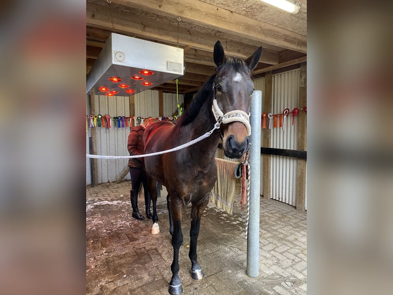Pony belga Caballo castrado 5 años 149 cm Castaño oscuro in Roggel