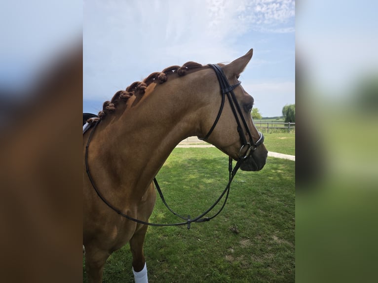 Pony belga Caballo castrado 7 años 148 cm Alazán in Poperinge
