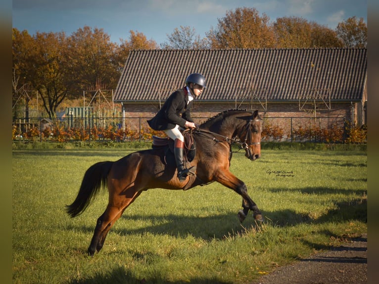 Pony belga Caballo castrado 7 años 148 cm Castaño in Zutendaal