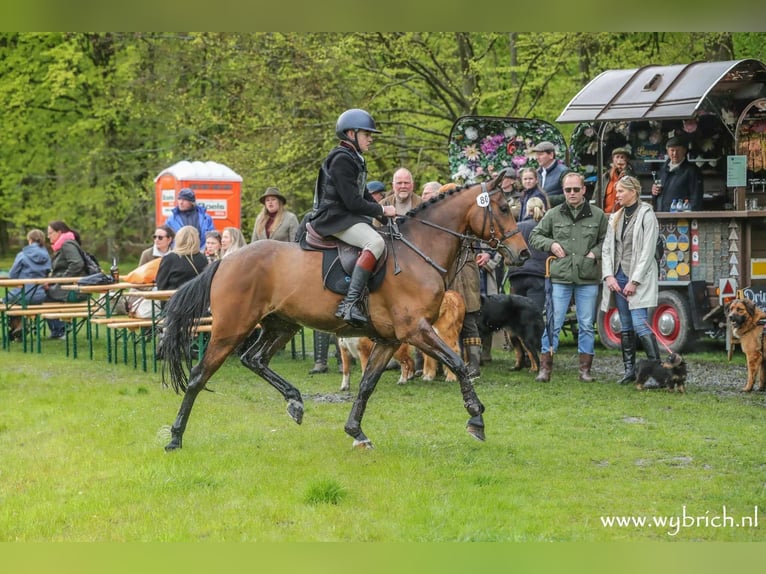 Pony belga Caballo castrado 7 años 148 cm Castaño in Zutendaal