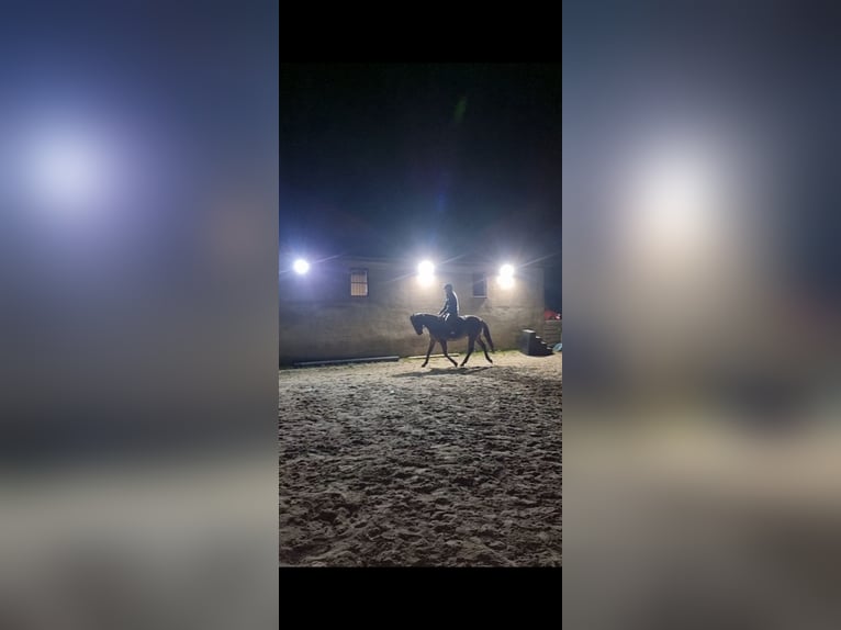 Pony belga Mestizo Caballo castrado 8 años 149 cm Castaño rojizo in Morpeth