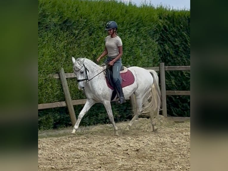 Pony Belga Castrone 10 Anni 142 cm Grigio in Bornem
