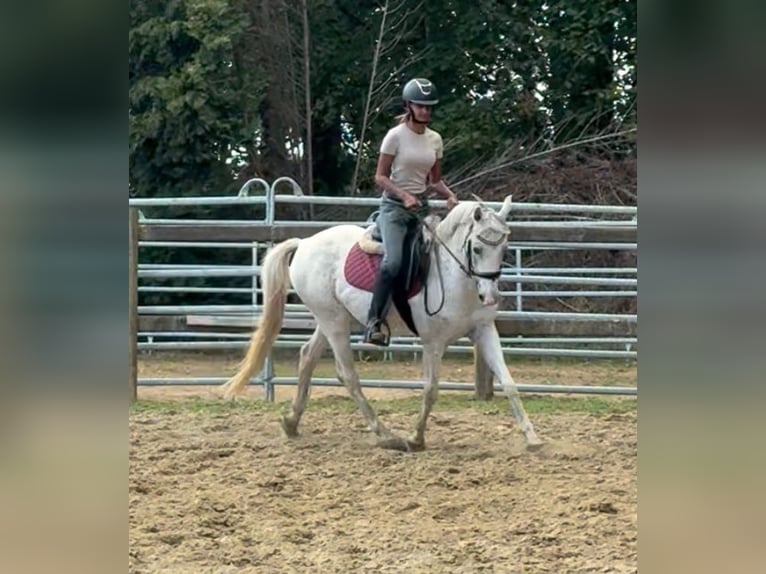 Pony Belga Castrone 10 Anni 142 cm Grigio in Bornem