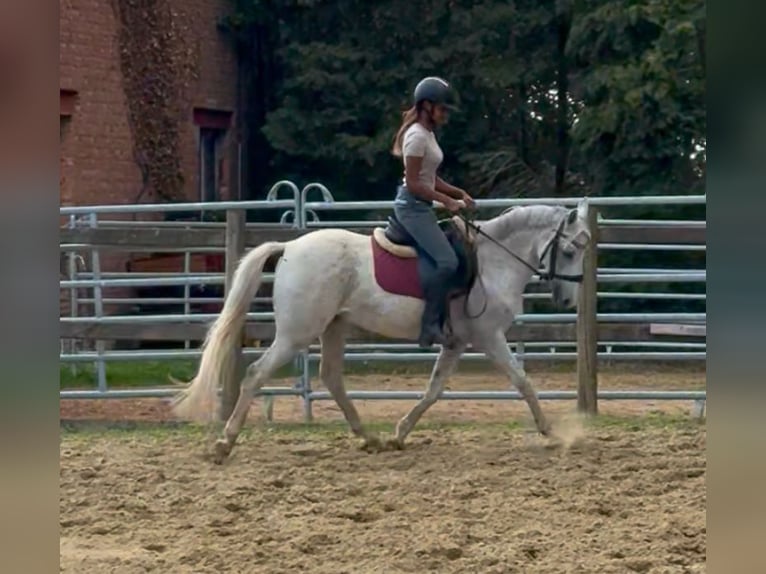 Pony Belga Castrone 10 Anni 142 cm Grigio in Bornem