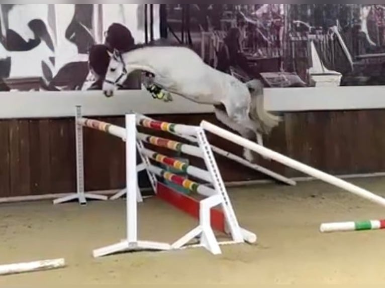 Pony Belga Castrone 10 Anni 142 cm Grigio in Bornem
