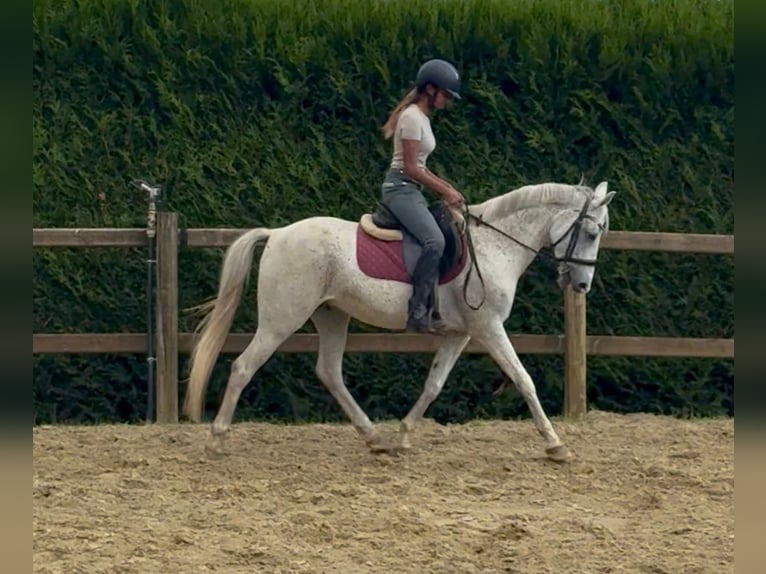Pony Belga Castrone 10 Anni 142 cm Grigio in Bornem