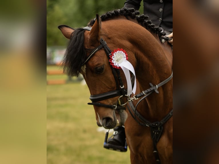 Pony Belga Castrone 10 Anni 148 cm Baio in Hückelhoven