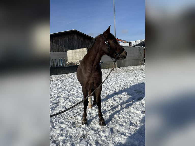 Pony Belga Castrone 10 Anni 149 cm Falbo baio in Tuggen