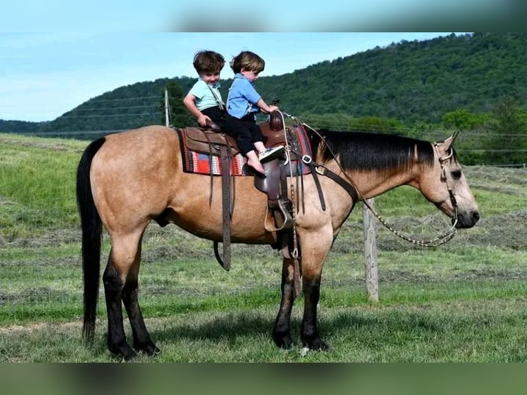 Pony Belga Castrone 10 Anni 150 cm Pelle di daino in Houston