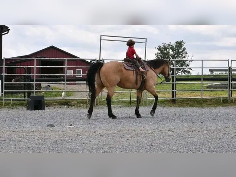 Pony Belga Castrone 10 Anni 150 cm Pelle di daino in Houston