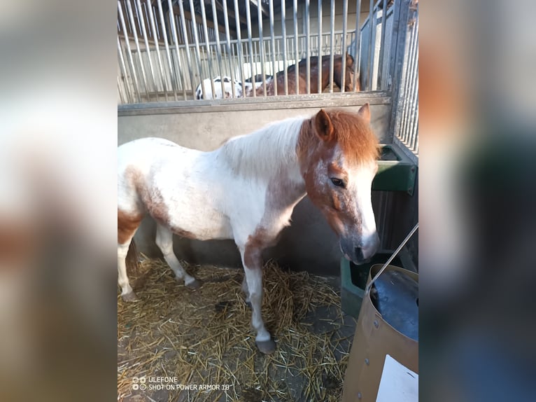 Pony Belga Castrone 11 Anni 124 cm Pezzato in Deinze