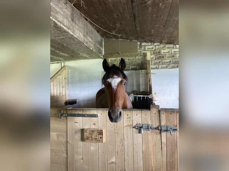 Pony Belga Castrone 11 Anni 145 cm Baio in Zug