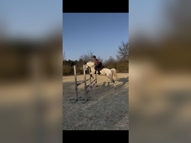 Pony Belga Castrone 11 Anni 148 cm Grigio in Pulheim