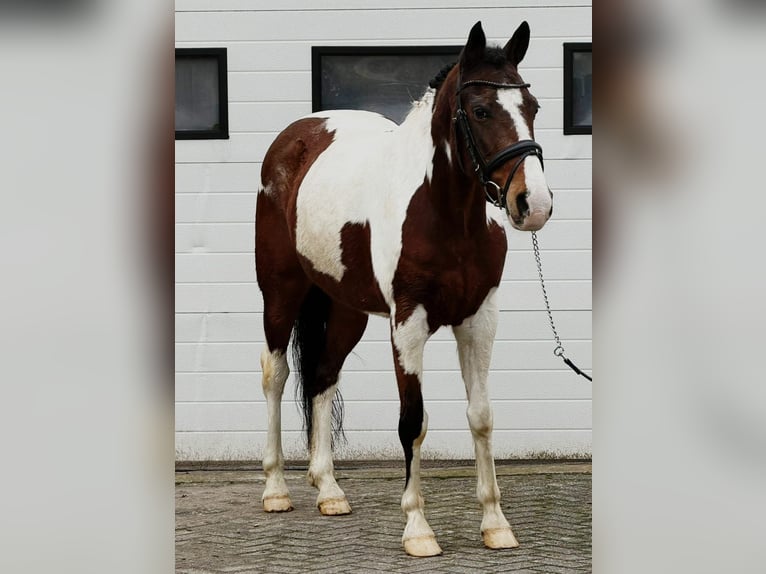 Pony Belga Castrone 11 Anni 150 cm Pezzato in Someren