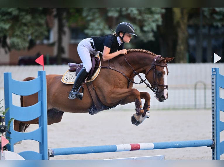 Pony Belga Castrone 12 Anni 149 cm Sauro scuro in Tök