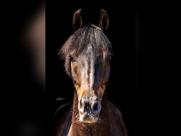 Pony Belga Castrone 13 Anni 135 cm Baio scuro in Heusden