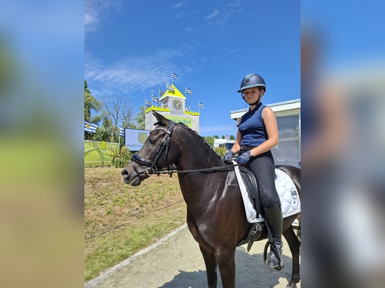 Pony Belga Castrone 13 Anni 135 cm Baio scuro in Heusden