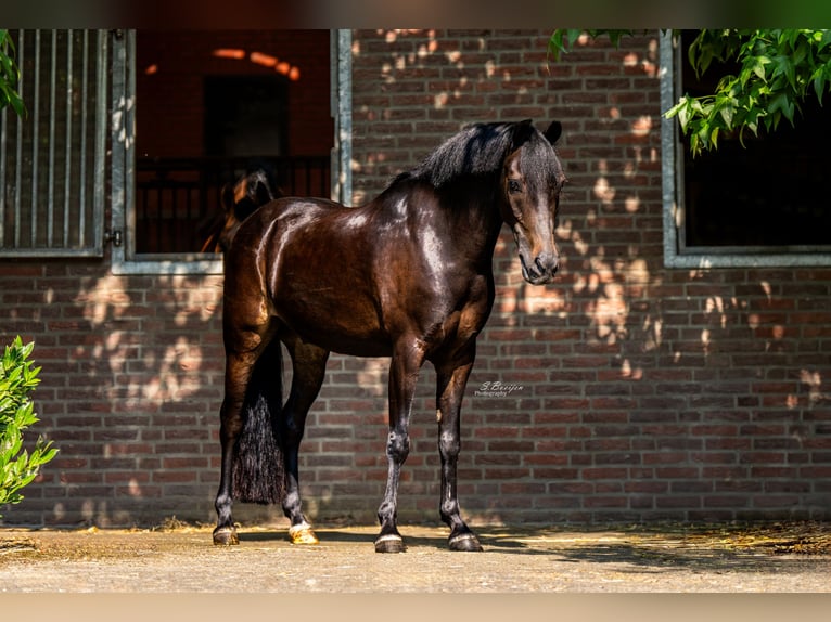 Pony Belga Castrone 13 Anni 135 cm Baio scuro in Heusden