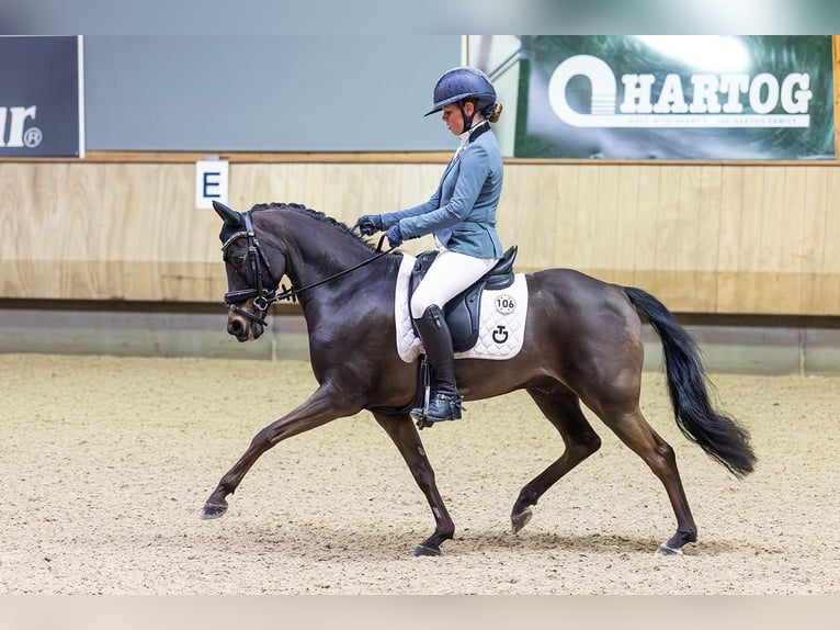 Pony Belga Castrone 13 Anni 135 cm Baio scuro in Heusden