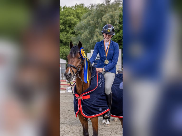 Pony Belga Castrone 13 Anni 147 cm Baio in stekene