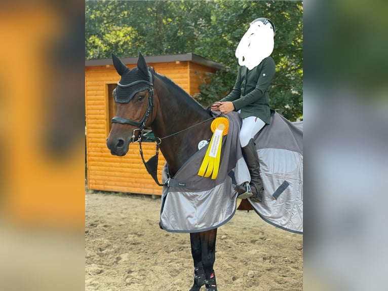Pony Belga Castrone 13 Anni 149 cm Baio scuro in Apeldoorn