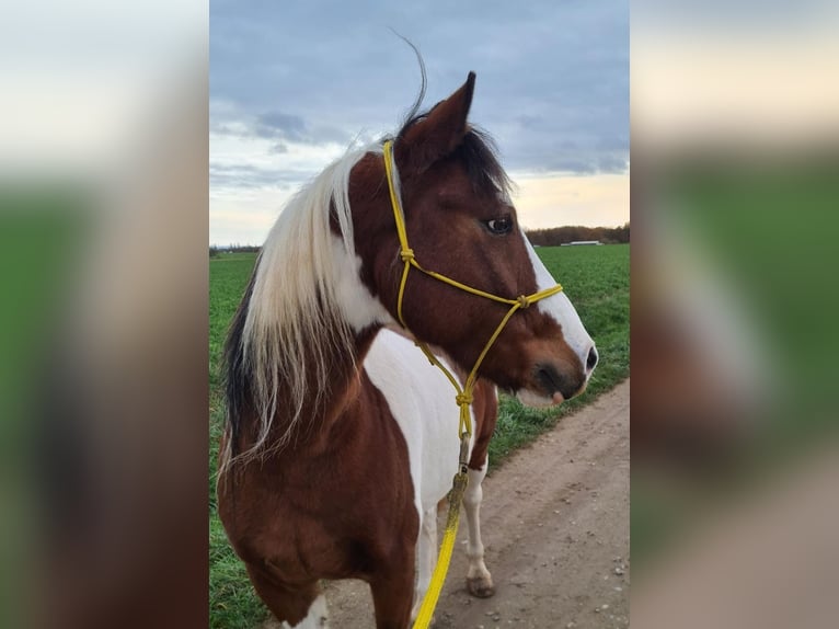 Pony Belga Castrone 14 Anni 141 cm Pezzato in Erlangen