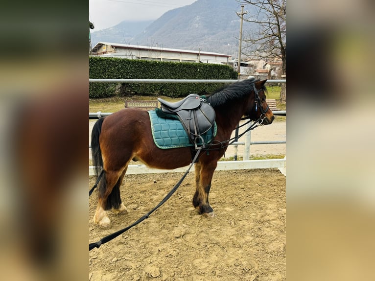 Pony Belga Castrone 15 Anni 122 cm Baio in Boccaleone