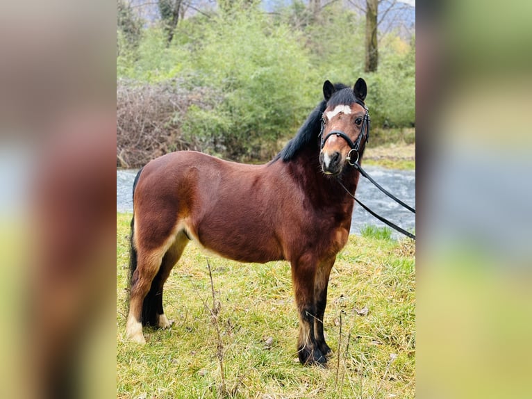 Pony Belga Castrone 15 Anni 122 cm Baio in Boccaleone