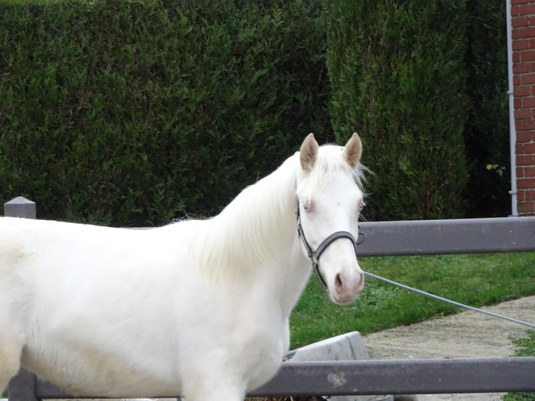 Pony Belga Castrone 1 Anno 147 cm Cremello in Poperinge