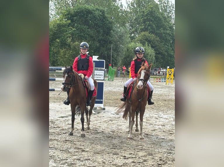Pony Belga Castrone 23 Anni 126 cm Baio in Dendermonde