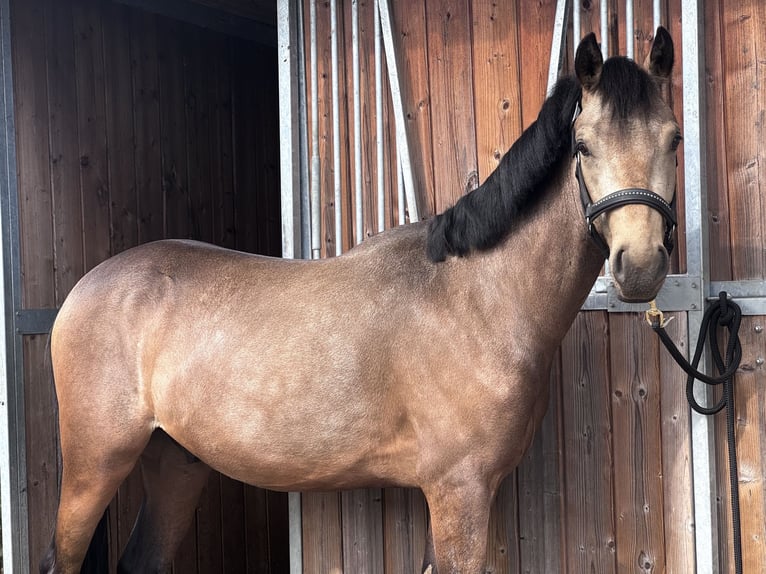 Pony Belga Castrone 2 Anni 141 cm  in Retie