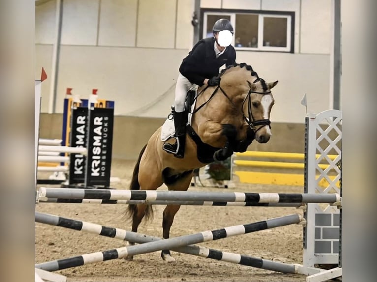Pony Belga Castrone 2 Anni 141 cm  in Retie