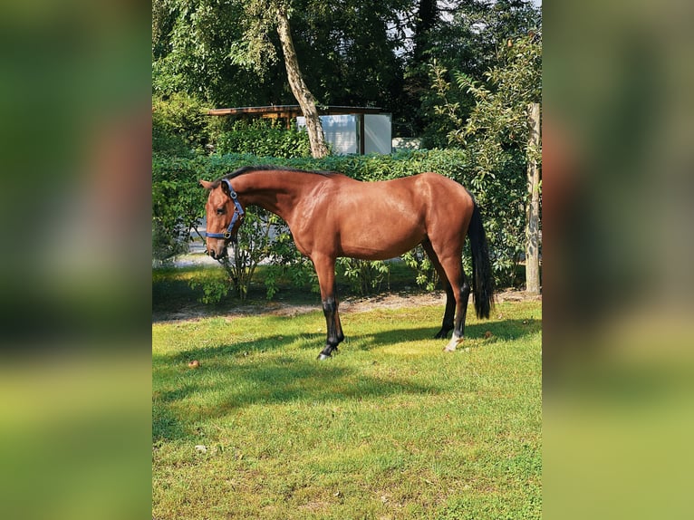 Pony Belga Castrone 3 Anni 136 cm Baio in Klein Berßen