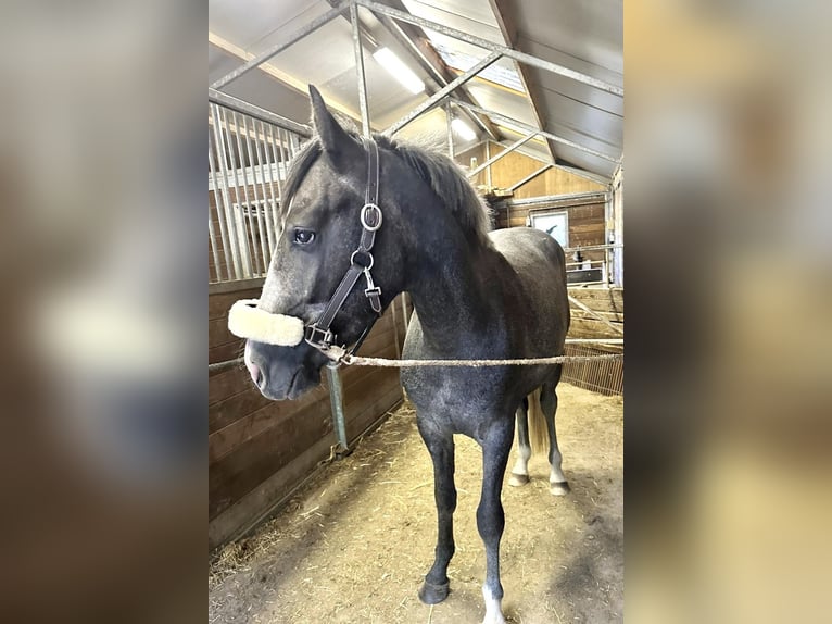 Pony Belga Castrone 3 Anni 146 cm Grigio in Berghem