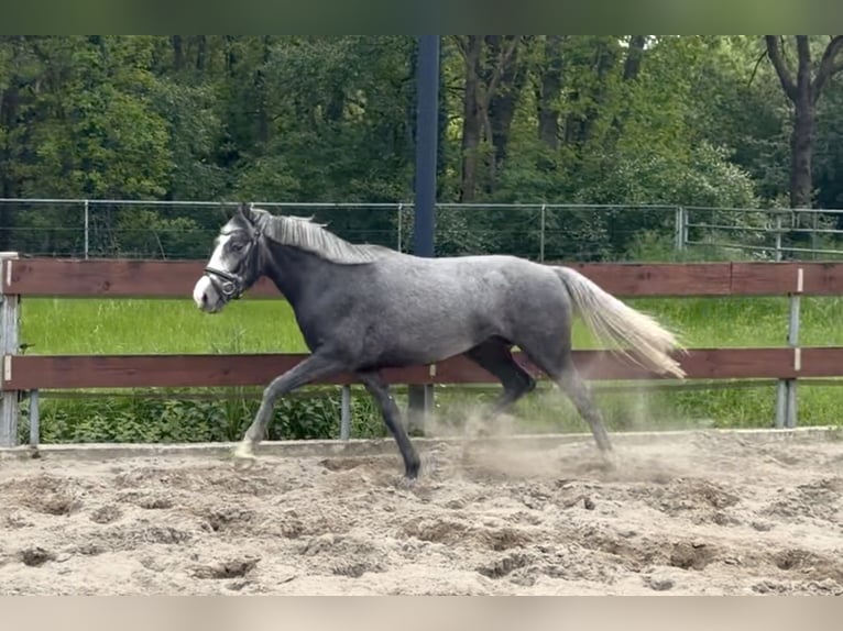 Pony Belga Castrone 3 Anni 146 cm Grigio in Berghem