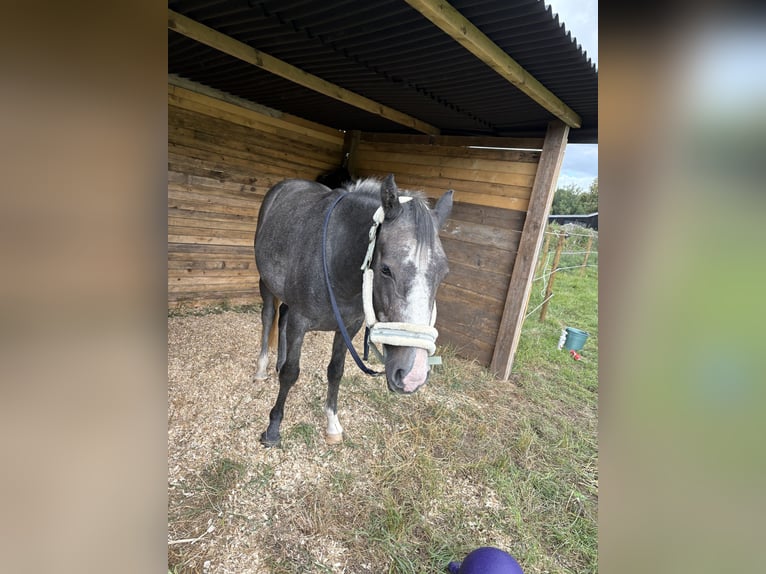 Pony Belga Castrone 3 Anni 146 cm Leardo in Malle