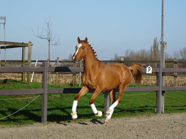 Pony Belga Castrone 3 Anni 147 cm Sauro in Poperinge