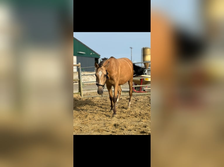 Pony Belga Castrone 3 Anni in Vliermaal